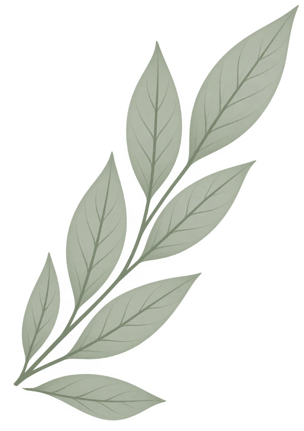 Botanical Leaf