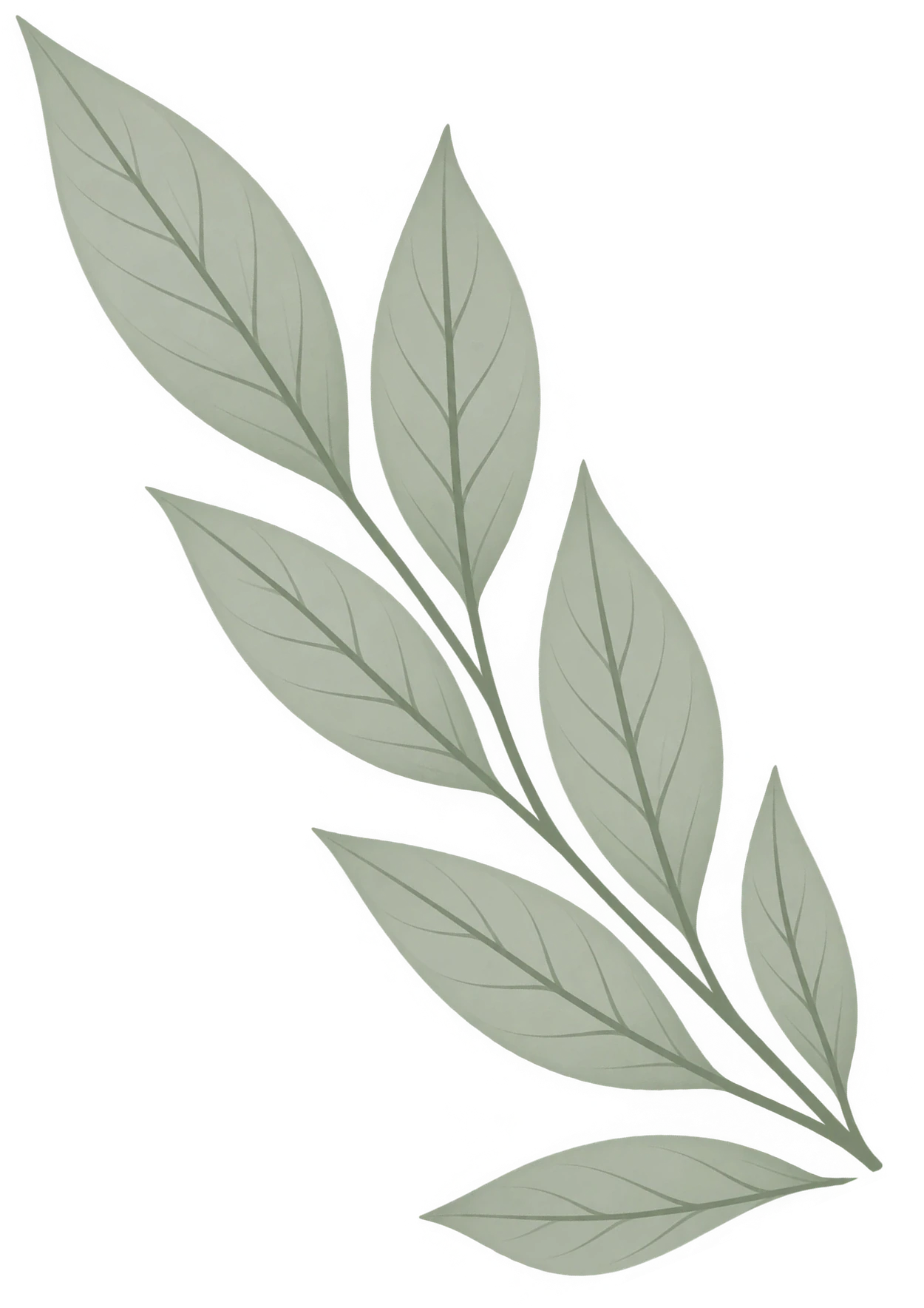 Botanical Leaf
