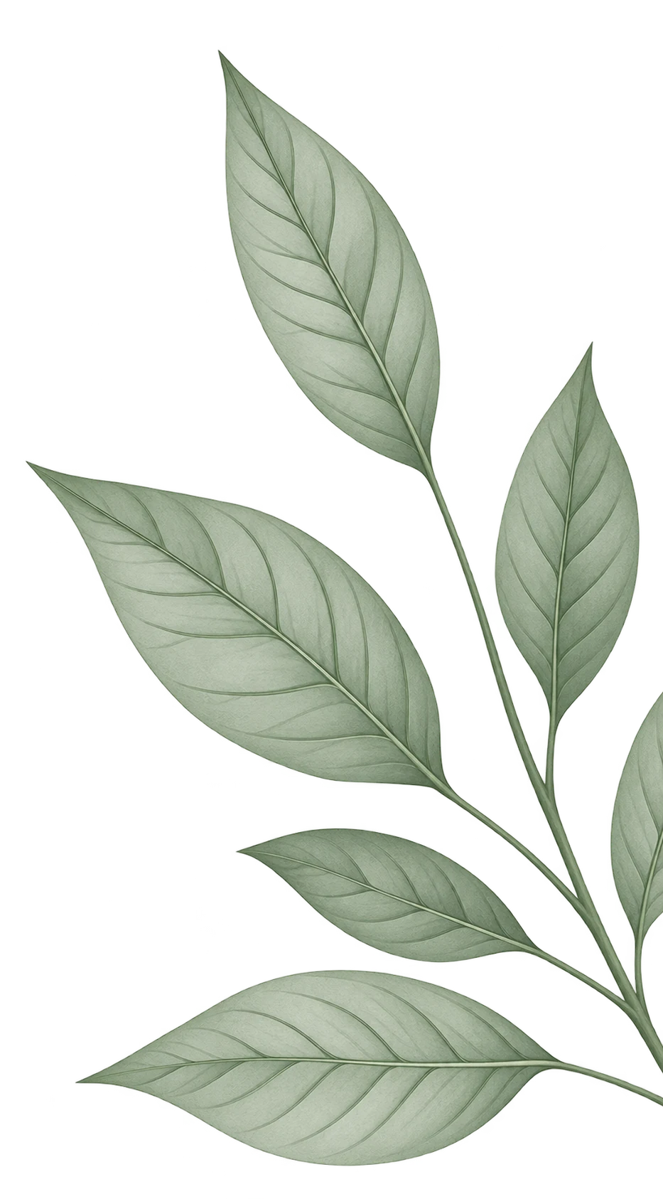 Botanical Leaf
